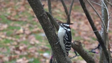 Downy Woodpecker and Wren