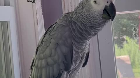 the coolest parrot ever epic pet vibes😎