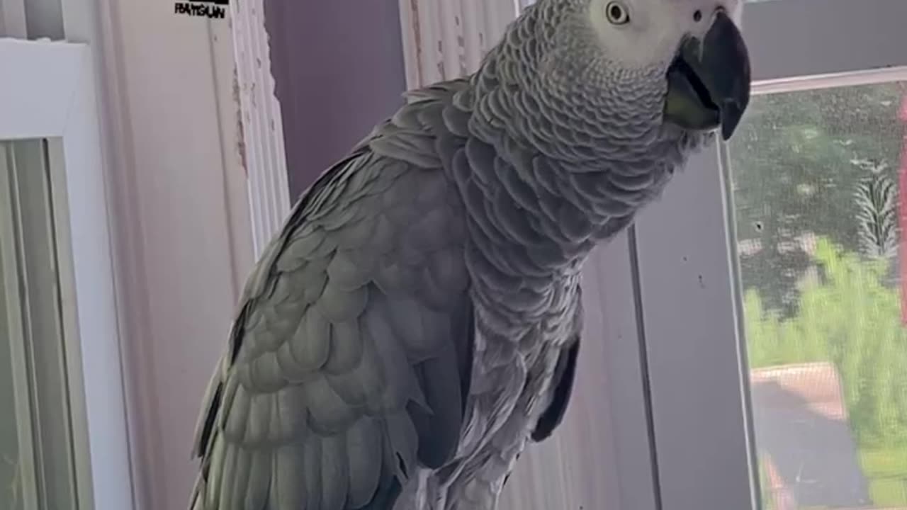 the coolest parrot ever epic pet vibes😎