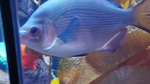 sea fish