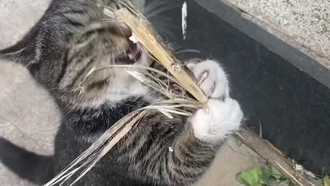 I Like your Whisker energy