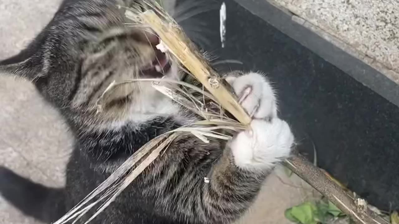 I Like your Whisker energy