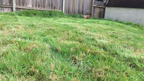 pup first day exploring 29939293
