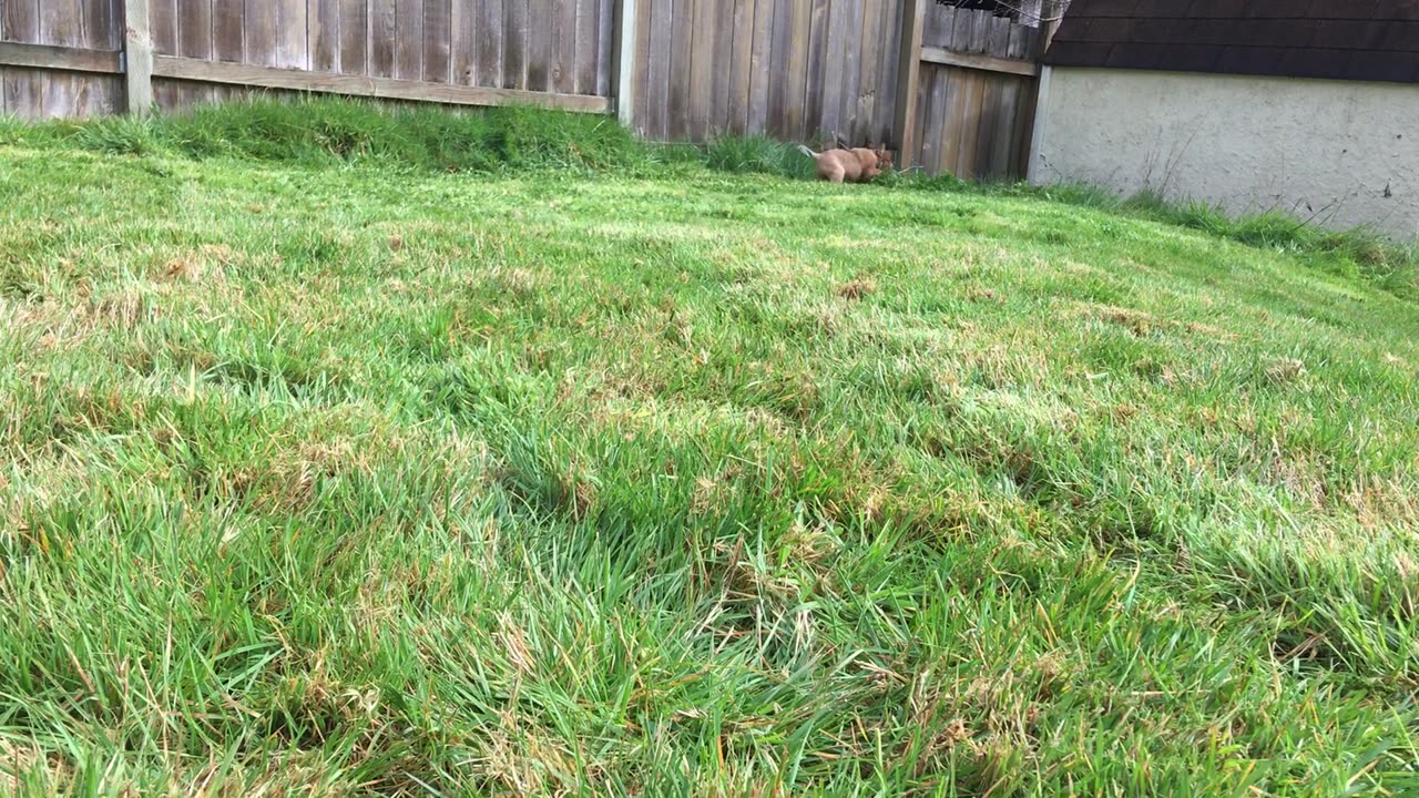 pup first day exploring 29939293