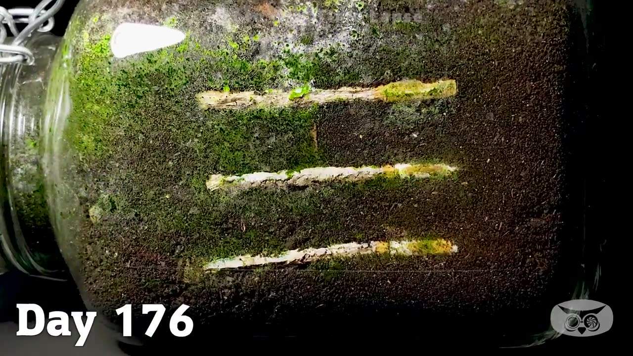 CIGARETTES IN SOIL , 1 YEAR TIME LAPSE