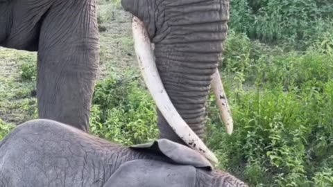 Elephants and Baby Elephant – A Beautiful Family Moment in Nature