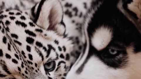 Snow Leopard Cub Meets Husky Puppy – Winter’s Cutest Friendship!