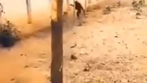 Funny videos 😂 of monkey and dog 🐕