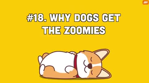 40 strange dogs behavior explained