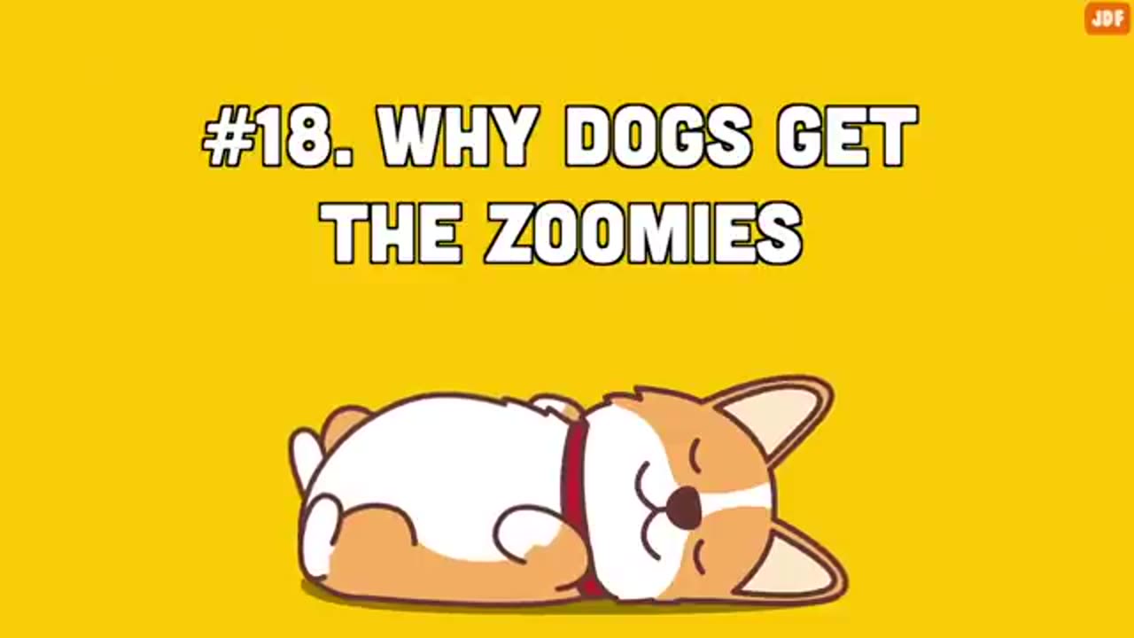 40 strange dogs behavior explained
