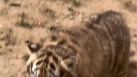 cute tiger baby