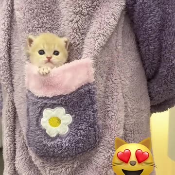 Cute cat❤️😻😺