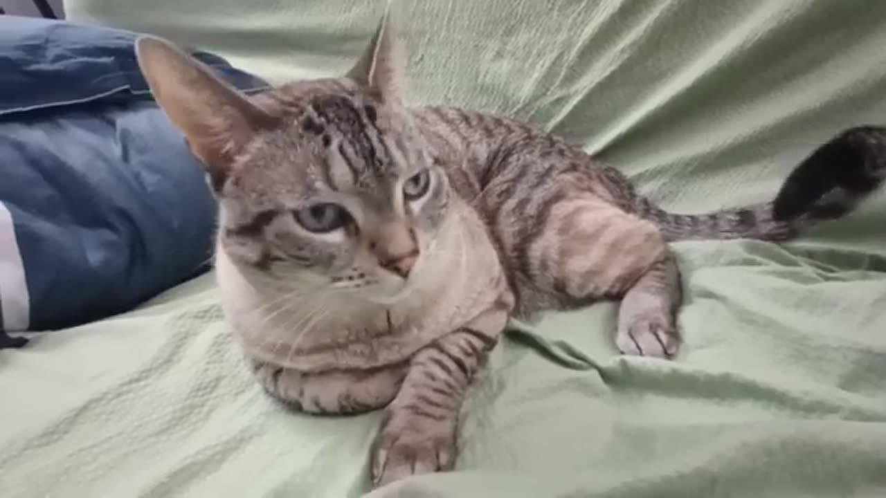 Cat Heads, Pats, and Pure Joy: You Won’t Look Away