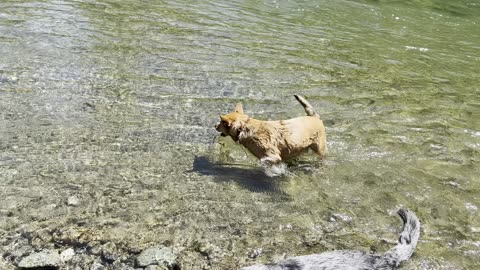 cooling down at the stream 3290842098