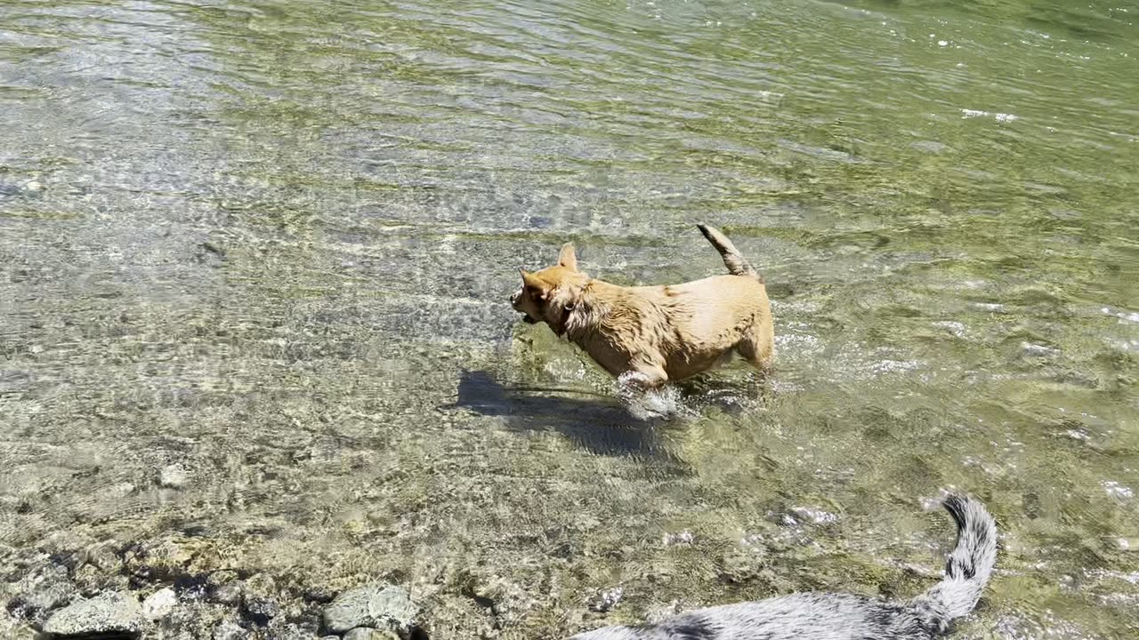 cooling down at the stream 3290842098
