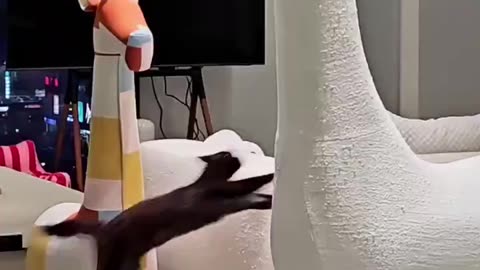 Cat Furniture
