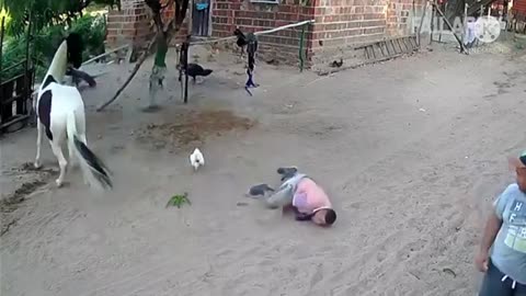 FUNNY ANIMAL VIDEO