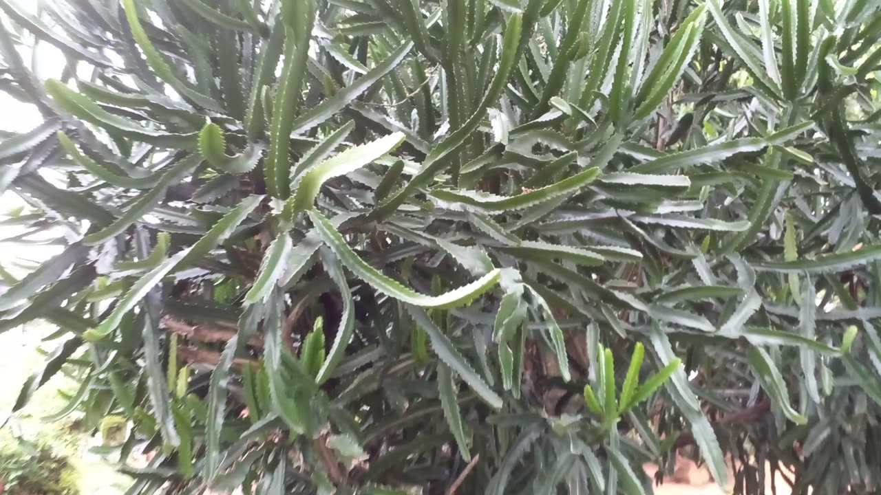 The Daluk plant, = Euphorbia antiquorum L., , small tree native to Sri Lanka.