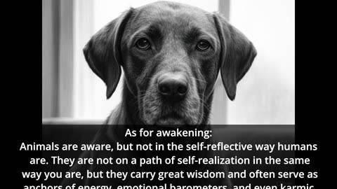 The Sentinels and Guardians: Why do animals suffer?