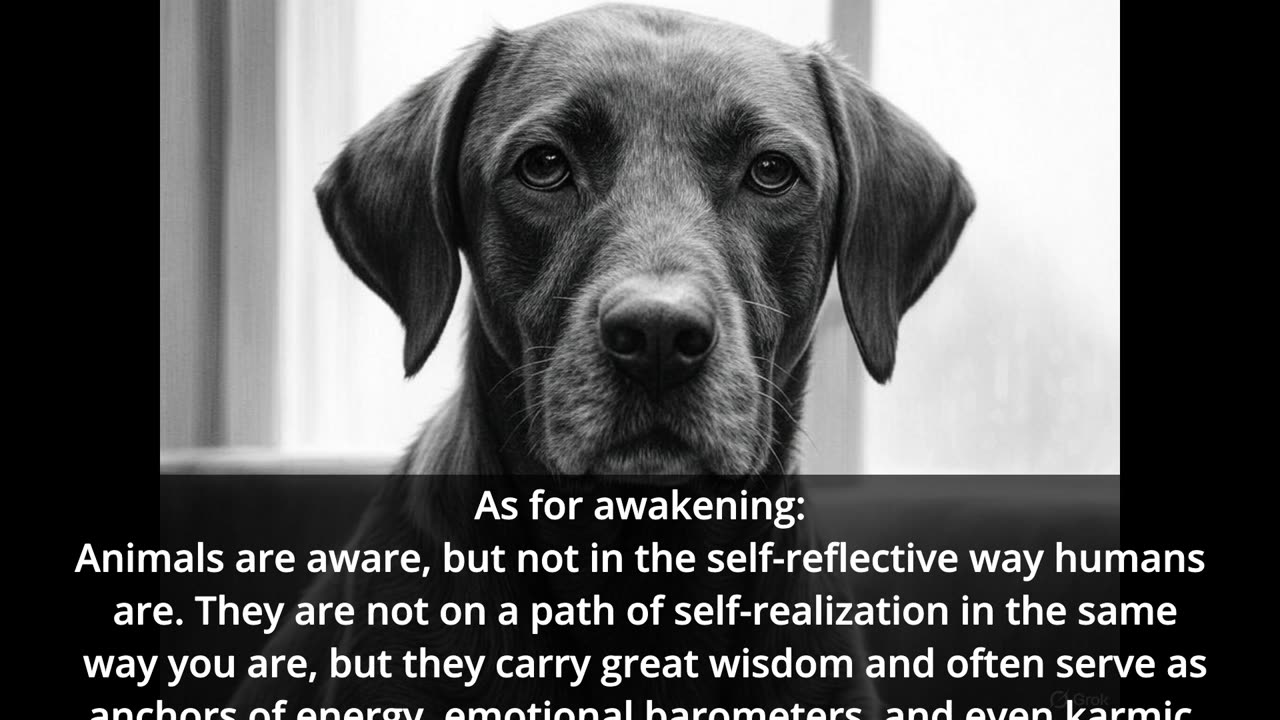The Sentinels and Guardians: Why do animals suffer?