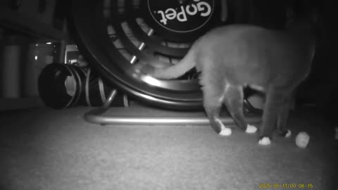 Cookie Cutter the Cat, Filmed By Haza PR800 Wild Camera, Dbn, MI, August 14, 2025