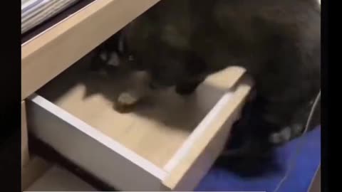 Funny animals