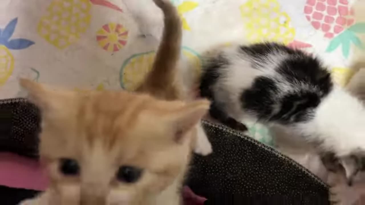 cute-cats--try-not-to-laugh--cat-videos-compilation-part-44----funny-cat-videos