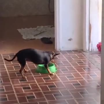 Fight over food bowl -Rooster vs. mini dog.