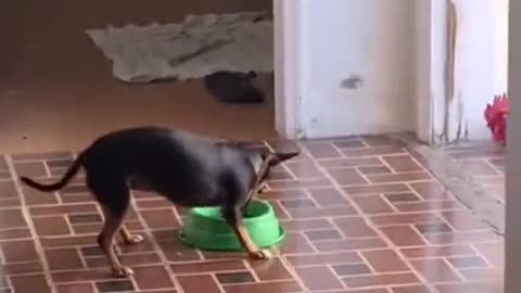 Fight over food bowl -Rooster vs. mini dog.