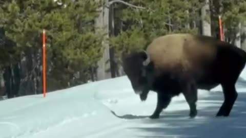 When the Bison hits the dance😅 floor in Yellowstone