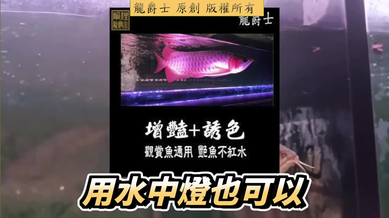 【龍爵士】Q264 水中燈的位置要怎麼擺