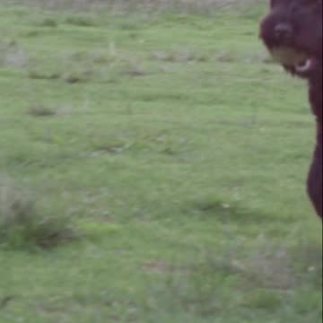 ✨ “Cutest Baby Laugh Ever 😂 | Funny Puppy Makes Baby Laugh Hard! 🐶👶🤣