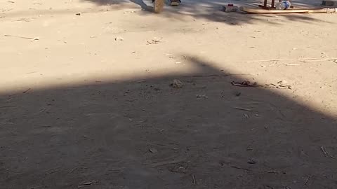 Cricket, funny #commentry #yt shorts