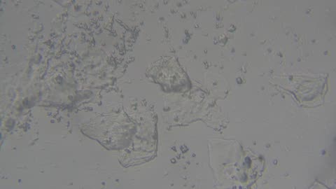 Ear Swab Cytology