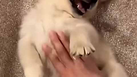 puppy playing with mommy