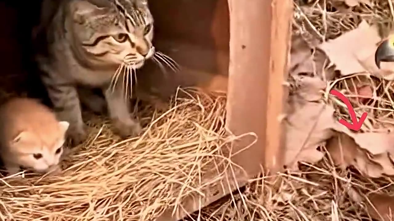 Cat's protecting its kittens