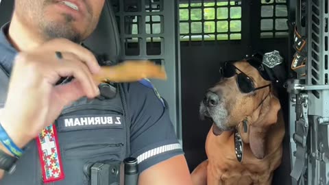 Mrs. Officer Dog is Ready to Serve