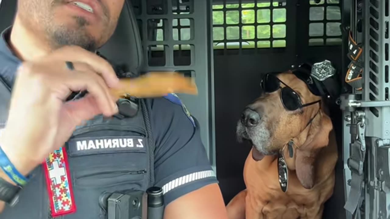 Mrs. Officer Dog is Ready to Serve