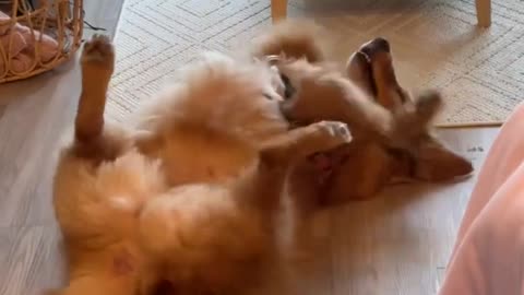 😂🐱 Floof's Epic Fail! | FunFM