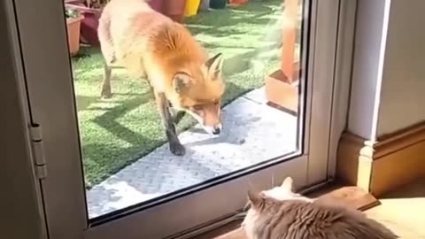 😂🐈 Cat's Hilarious Encounters with Other Animals! | FunFM