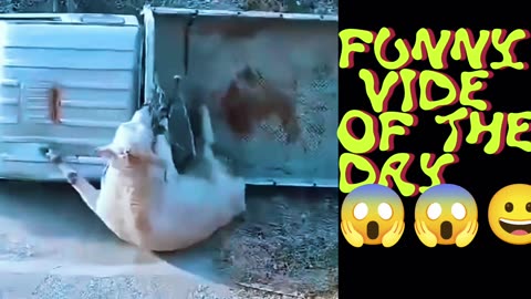 FUNNY VIDEO OF THE DAY 😀😀😀😀