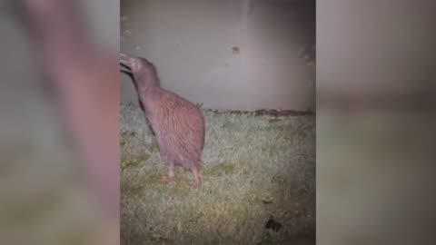 Scariest Animal Sounds