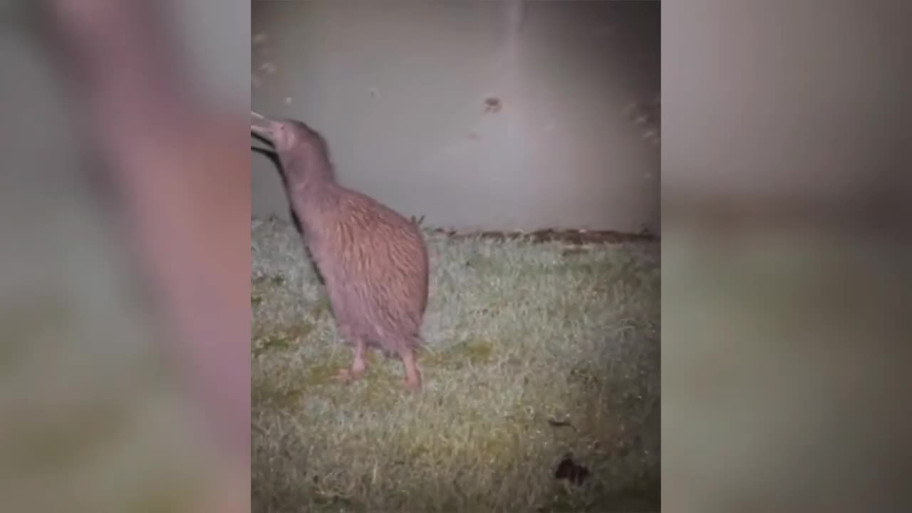 Scariest Animal Sounds