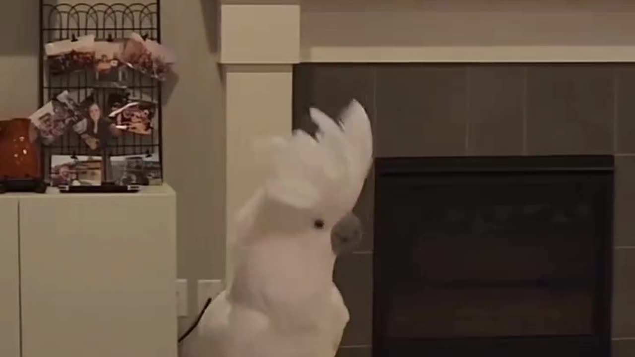funniest parrot of the year — guaranteed laughs! 🤣