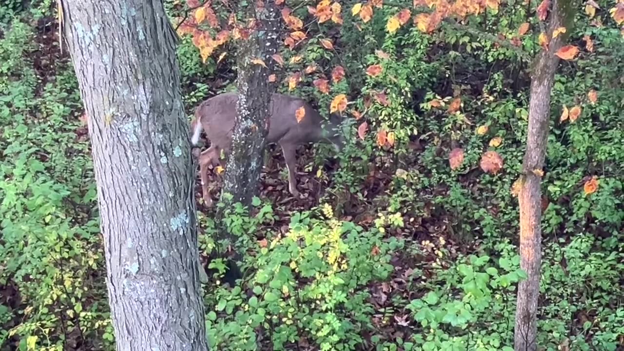 Wisconsin Archery tag filled!