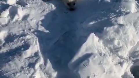 This is a newborn Harp Seal The dark patches on the snow, are placental afterbirth