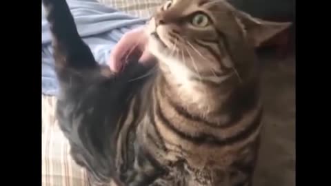 Paws & Punchlines: Hilarious Cats and Dogs That’ll Make Your Day