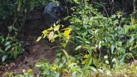 🌿⚔️ Myanmar Civil War | Chin Resistance Battles SAC Forces Near Taingen | RCF