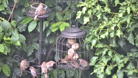 Sparrows Feeding in the Rain