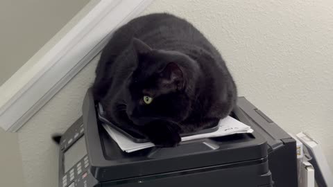 Cute Precious Piper is Being a Downstairs Office Security Guard - Adopting a Cat from a Shelter Vlog